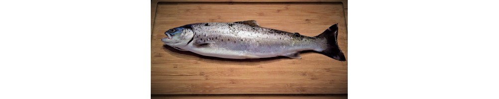 CUCHILLOS PESCADERIA